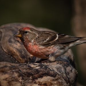 Redwell   15 06 2020   D500   Les 319.jpg